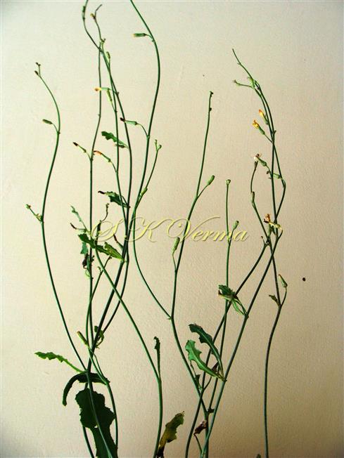  Inflorescence and cauline leaves